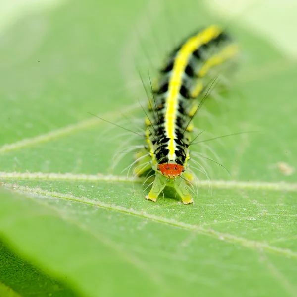 Симпатичная гусеница на листе — стоковое фото