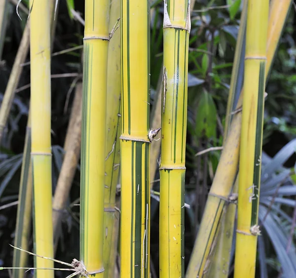 Žluté bambusové háje — Stock fotografie