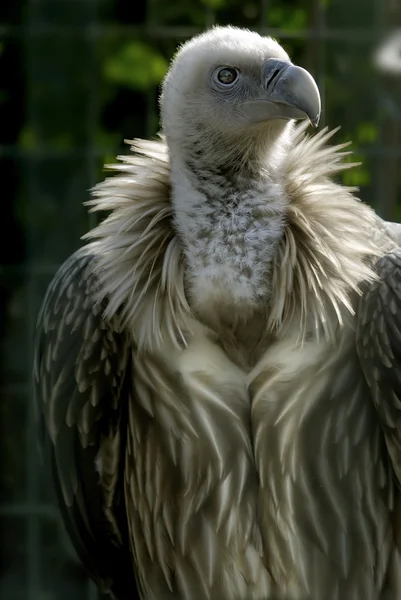 鋭い目と猛禽のハゲタカ — ストック写真