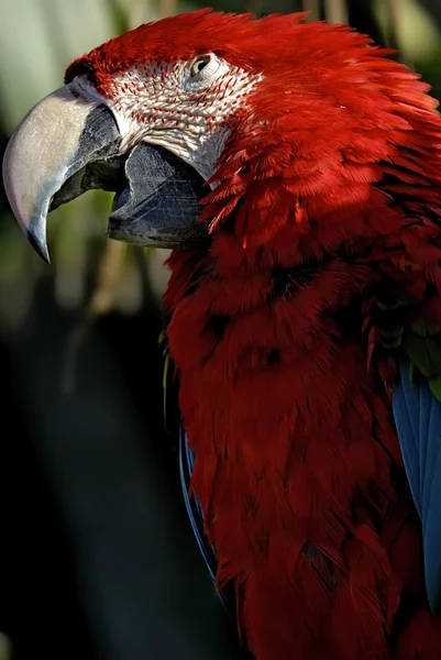 Keskin gözlü tehlikeli kırmızı papağan — Stok fotoğraf