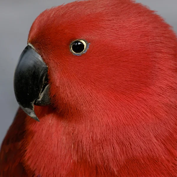 Rode papegaai — Stockfoto