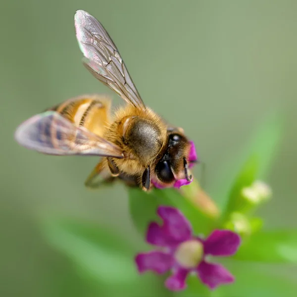 蜂と花 — ストック写真