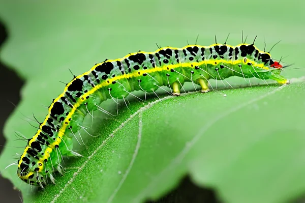 Caterpillar on leaf