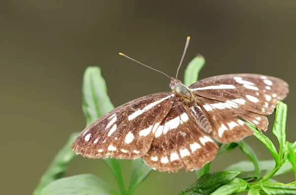 Ein schöner Schmetterling auf Blatt — Stockfoto