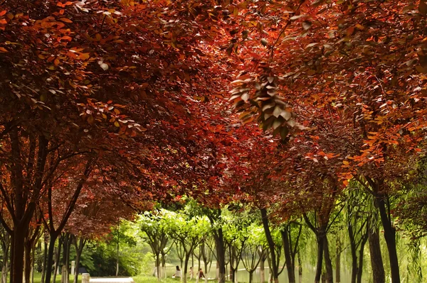 Caminho sob as folhas de bordo vermelho — Fotografia de Stock