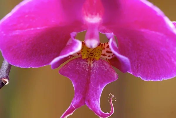Güzel kelebek orkide Çiçek Bahçe — Stok fotoğraf