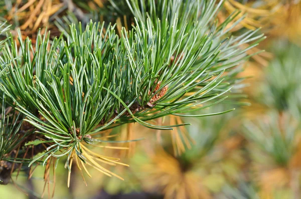 Shining green pine needles in a garden — Stock Photo, Image