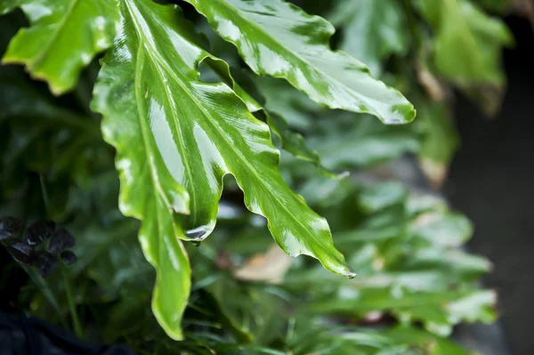 Yağmurda yaprak — Stok fotoğraf