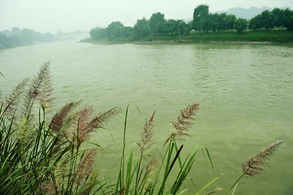 Nehir kıyısında sazlıklar — Stok fotoğraf