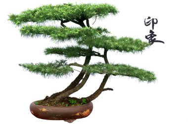 Sedir bonsai