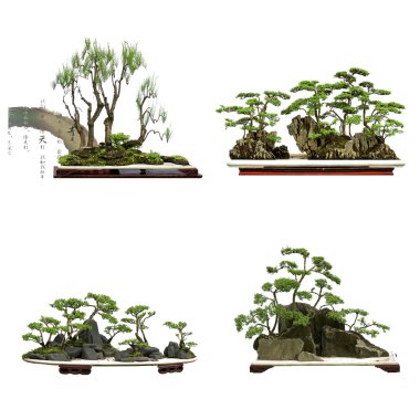 Collection of the best china bonsai with white isolated backgrou clipart