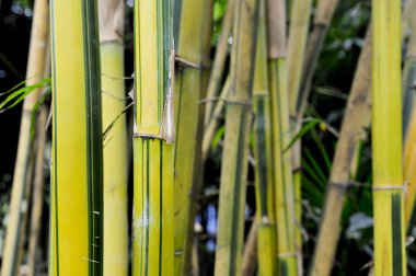 Bambu ağaçları