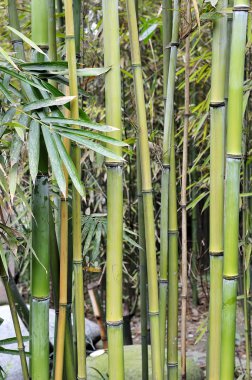 Bambu ağaçları