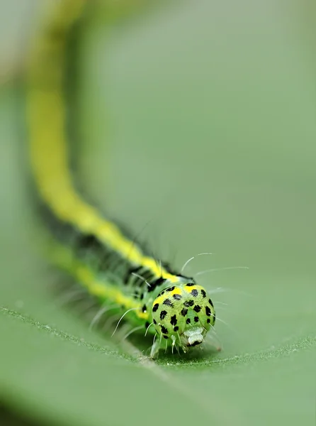 Caterpillar yaprak üzerinde — Stok fotoğraf