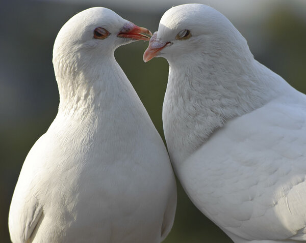 Two loving white doves