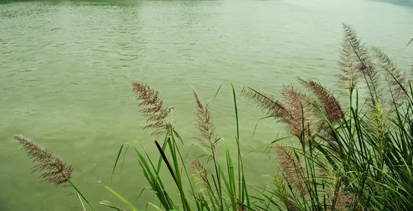 Reeds by the river — Stock Photo, Image