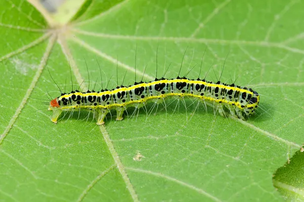 Uma lagarta bonito na folha — Fotografia de Stock
