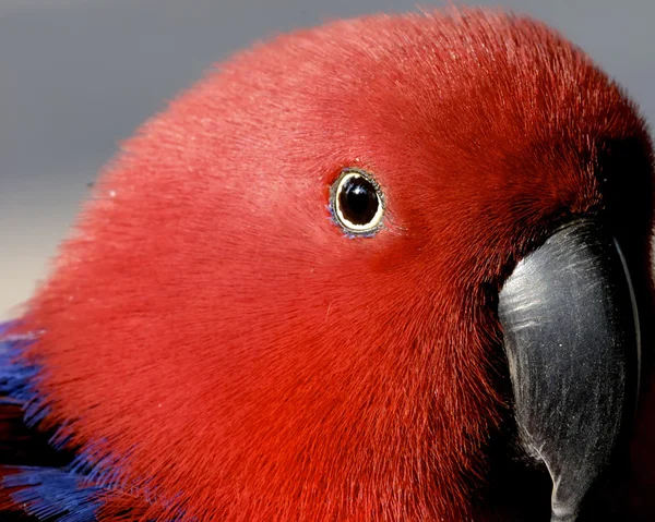 红鹦鹉 — 图库照片
