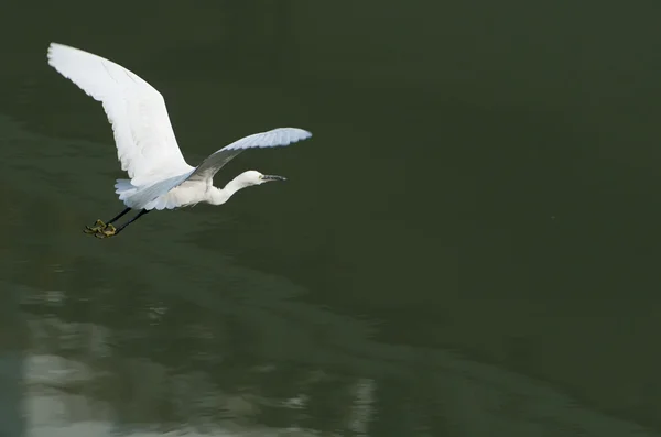 Белая цапля простирала крылья в полете — стоковое фото
