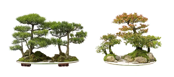 Sbírka nejlepších čínské bonsaje s bílým pozadím izolované — Stock fotografie