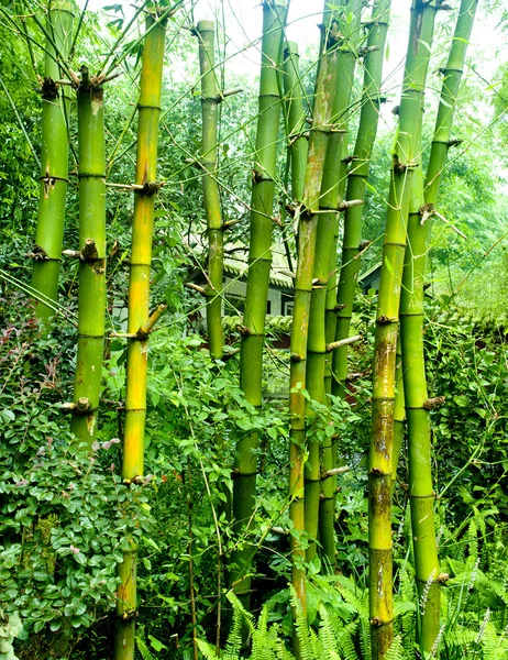 Green bamboo — Stock Photo, Image