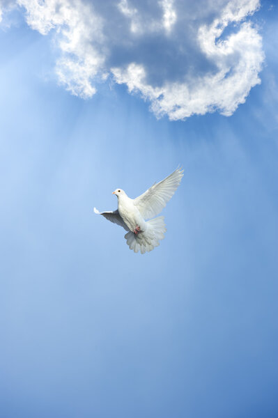 White dove in free flight under blue sky