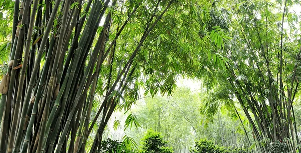 Bamboo groves — Stock Photo, Image