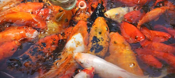 Belo peixe koi dourado — Fotografia de Stock