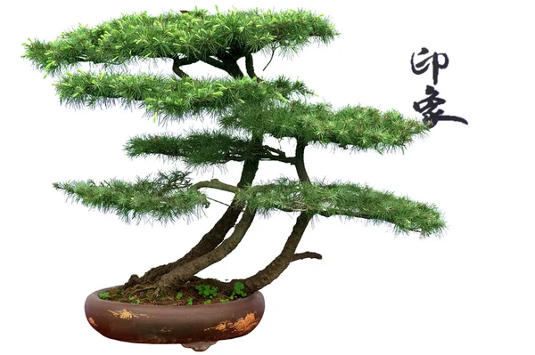 Cedro bonsai — Fotografia de Stock