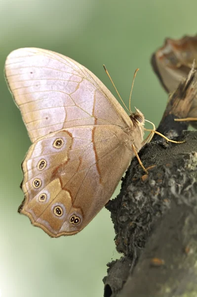 Una hermosa mariposa en el tronco — Foto de Stock