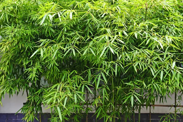 Groene bamboe bosjes in een tuin — Stockfoto