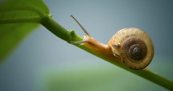 好玩的叶子上的蜗牛 — 图库照片