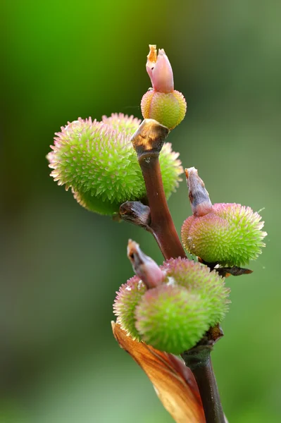 花园里的鲜艳和生动的美人蕉水果 — 图库照片