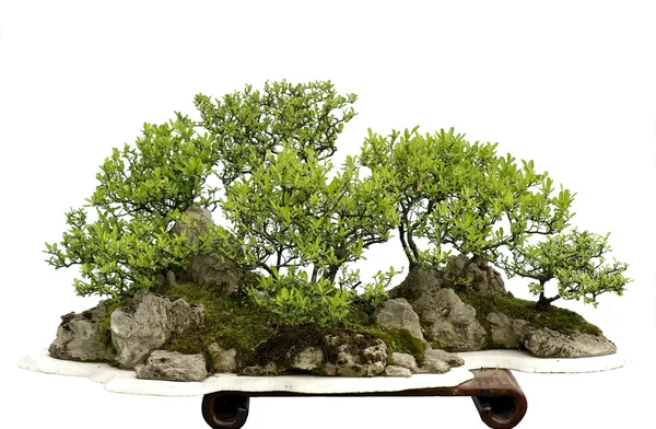 China bonsai — Stock Photo, Image