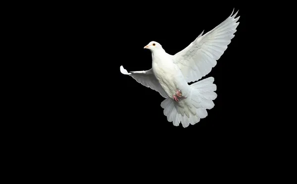 Witte duif in vrije vlucht — Stockfoto