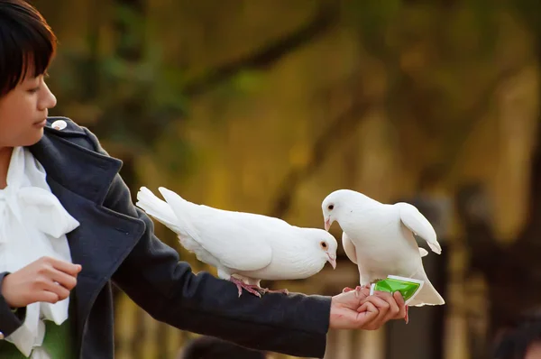 Čistě bílá holubice a dívka — Stock fotografie