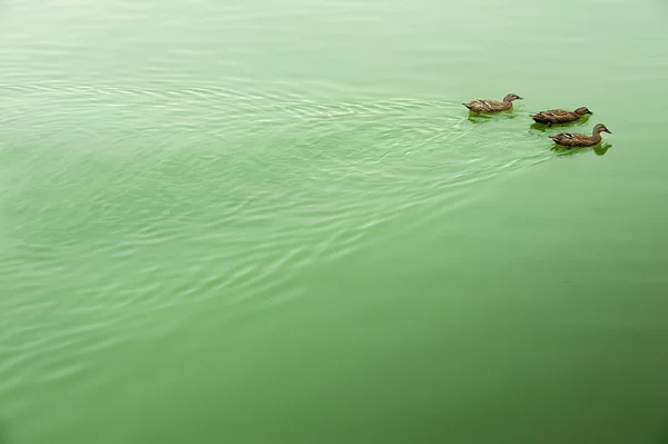 Dos patos en la tranquila superficie del lago — Foto de Stock