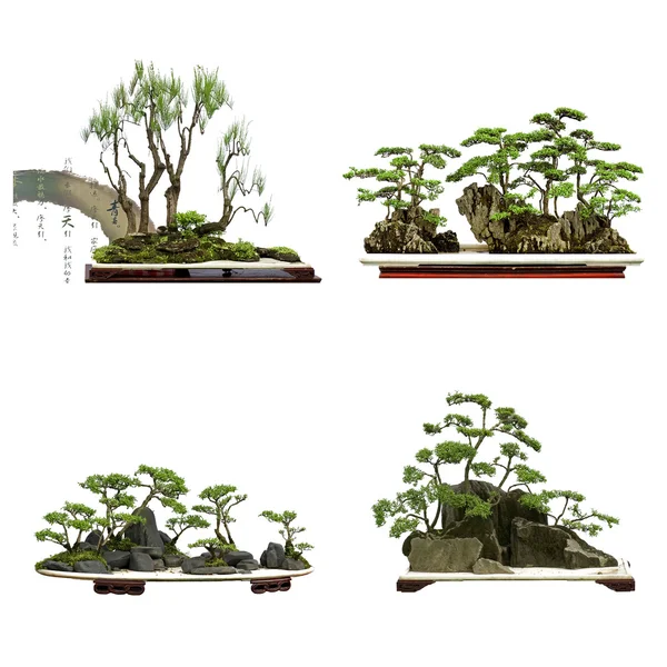 Sbírka nejlepších Čína bonsai s bílým izolované poz — Stock fotografie