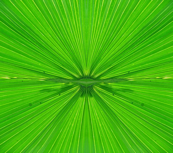 Yeşil palmiye yaprağına yakın çekim — Stok fotoğraf