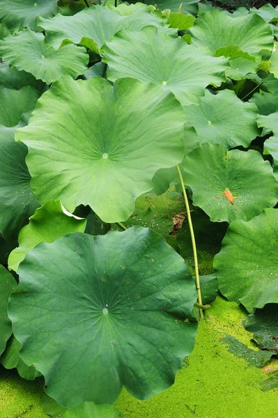 Gröna lotusblad i en damm — Stockfoto