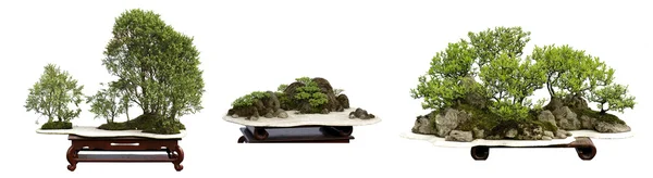 stock image Collection of the best china bonsai with white isolated backgrou