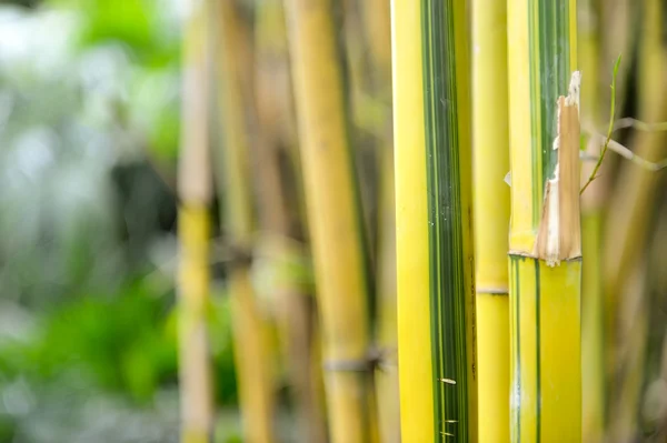 Arboledas de bambú — Foto de Stock