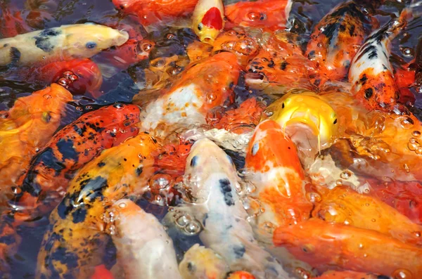 Beautiful golden koi fish in the fish ponds — Stock Photo, Image