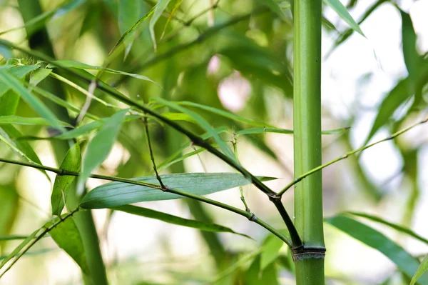 Groene bamboe bosjes in een tuin — Stockfoto