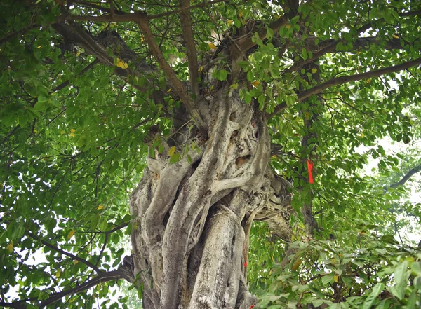 Старый банянин с густыми листьями — стоковое фото