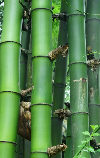 Details of green bamboo — Stock Photo, Image