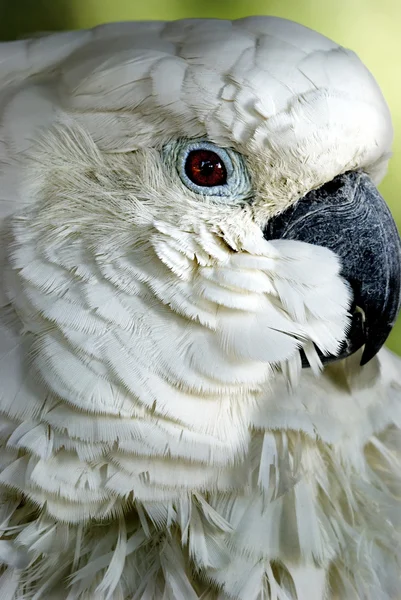 Vit papegoja med härligt uttryck — 图库照片