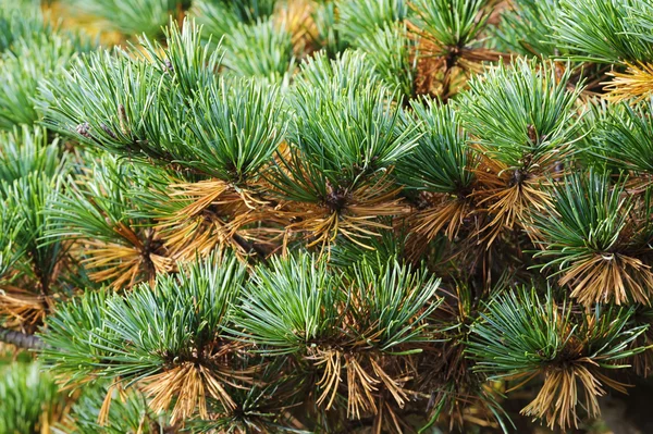 Shining green pine needles in a garden — Stock Photo, Image