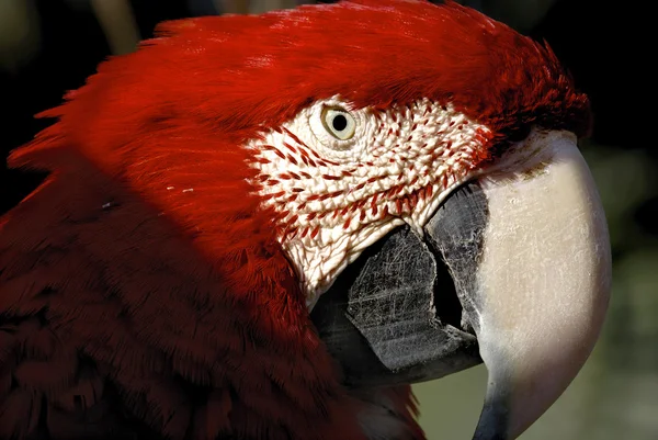 Kırmızı papağan — Stok fotoğraf