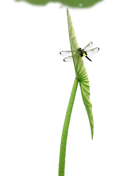 Стрекоза стоит на листе лотоса — стоковое фото